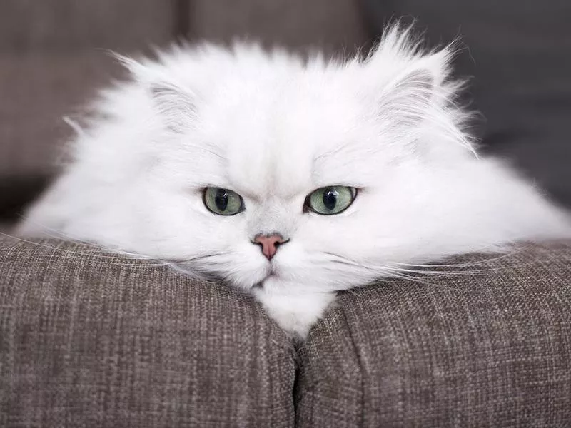 Persian cat