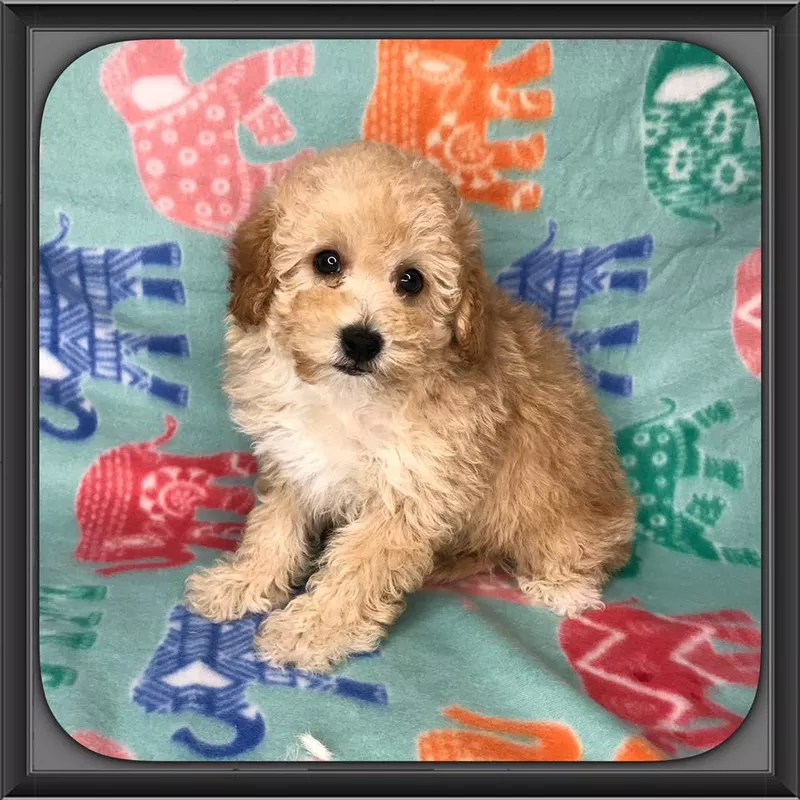 Yorkie Poo pup