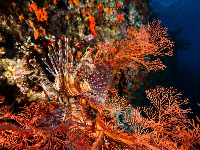 Lionfish