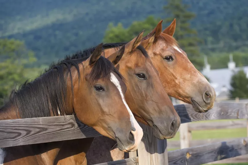 Three quarter horses at a fence