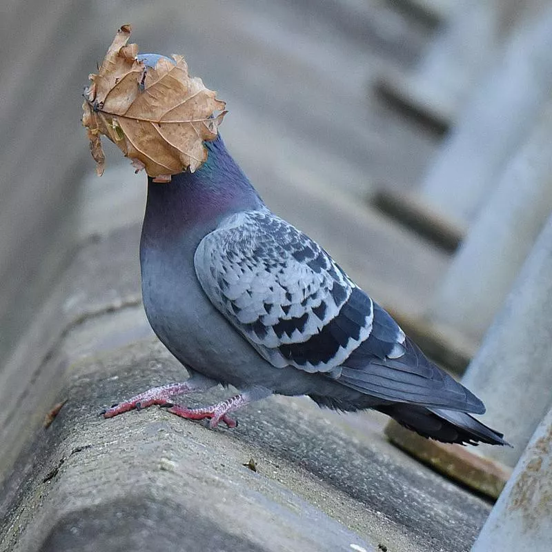 pigeon