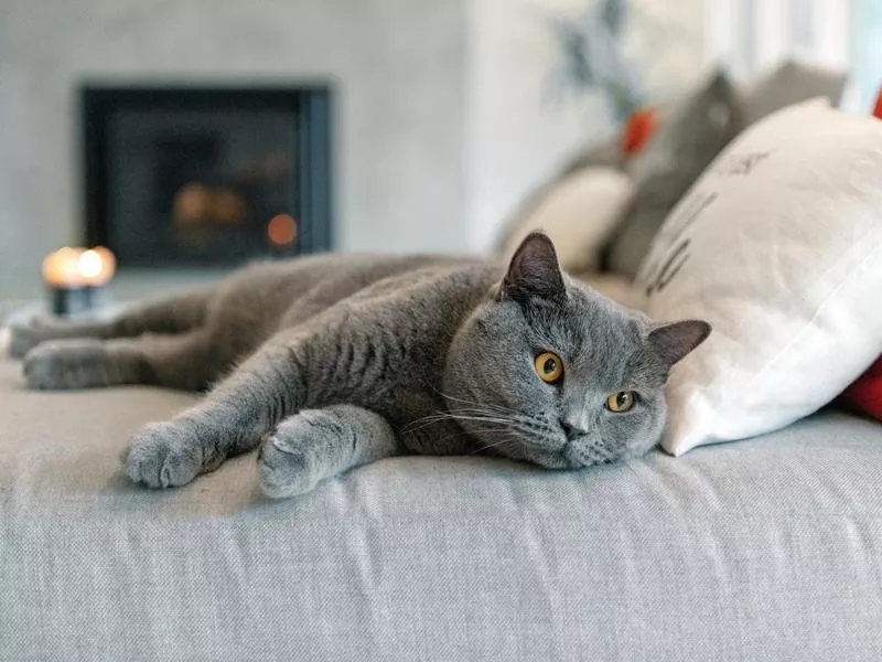 British Shorthair cat