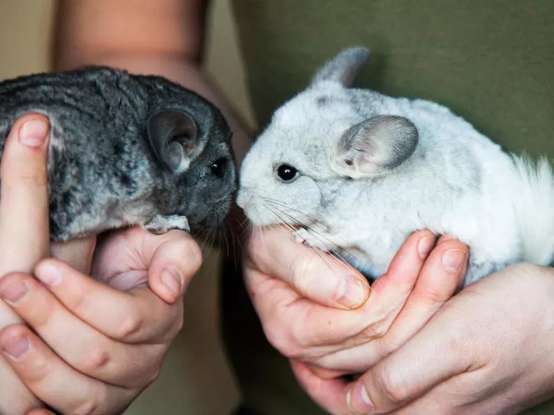 Chinchilla