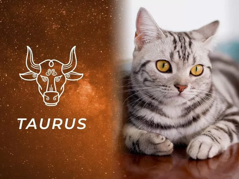 Taurus: American Shorthair