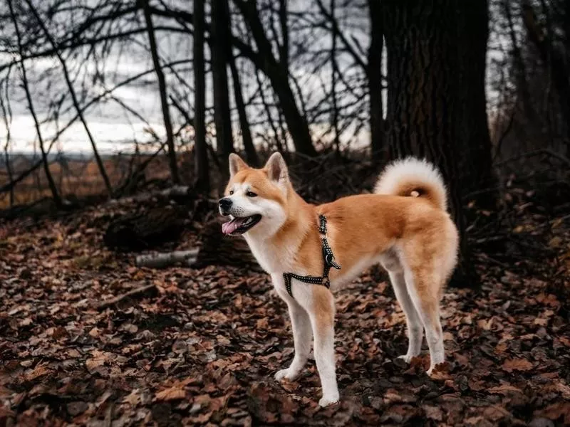 Akita