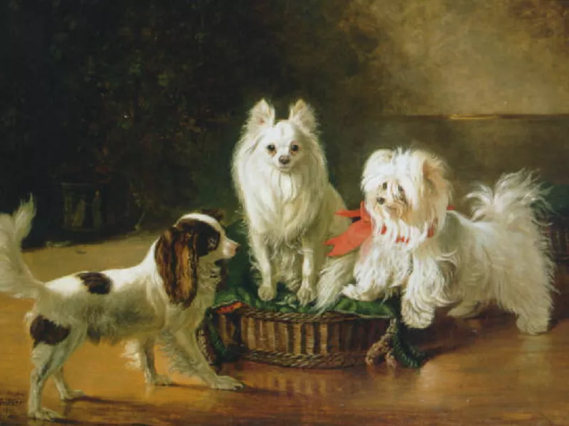 maltese