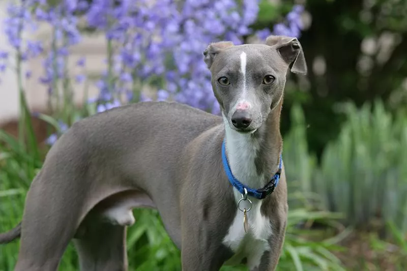 Italian Greyhound