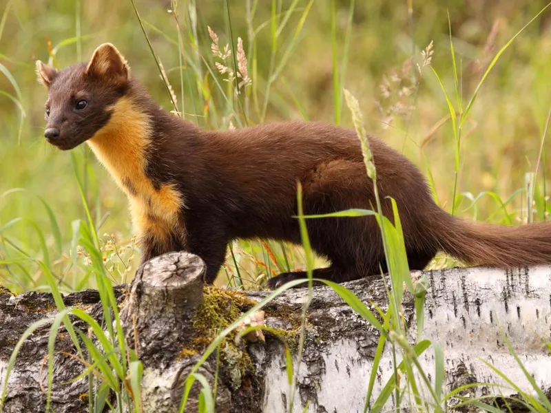 Pine Marten