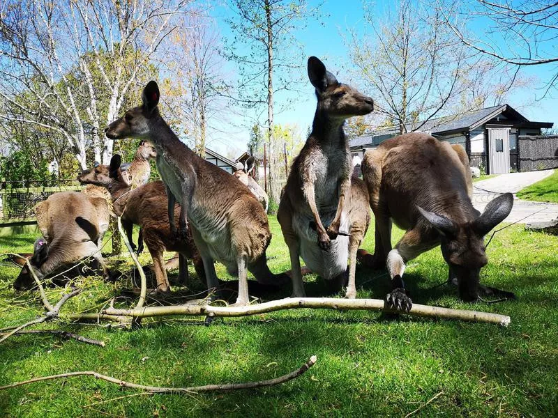 Toronto Zoo