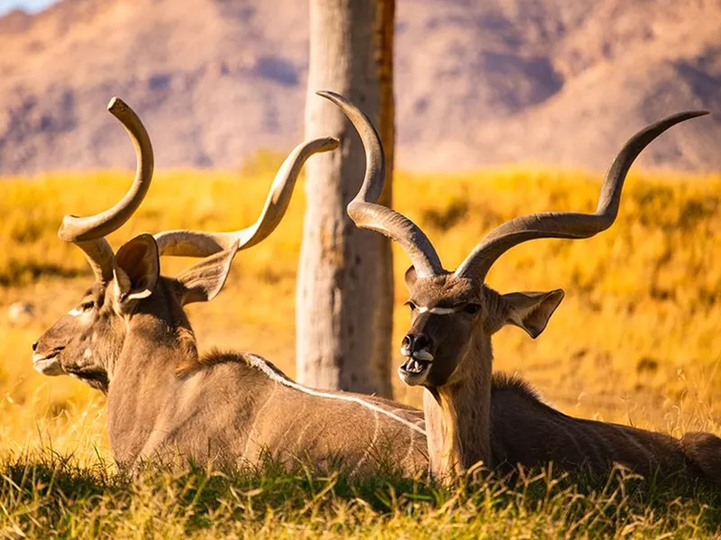 The Living Desert Zoo