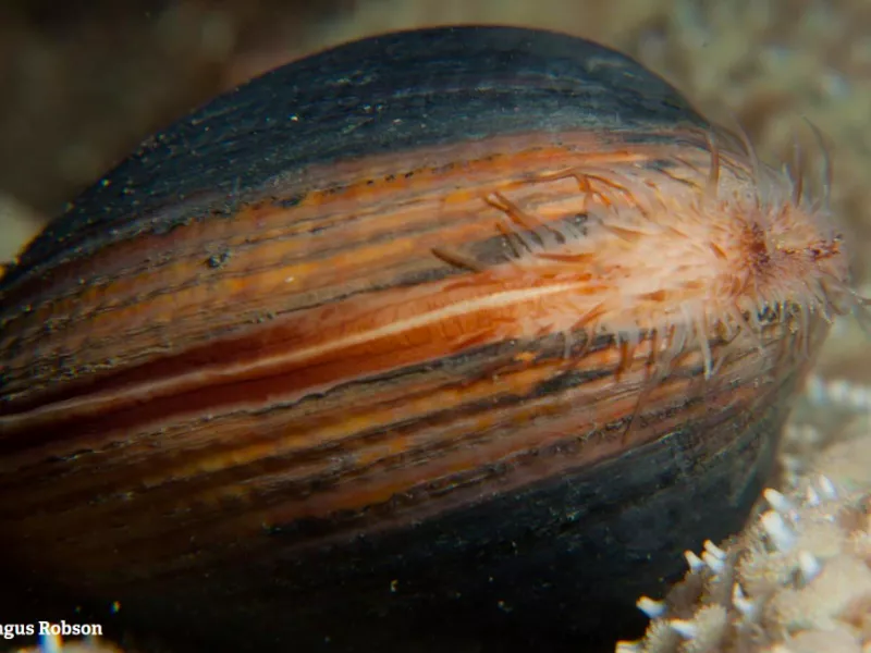 Ocean Quahog Clam