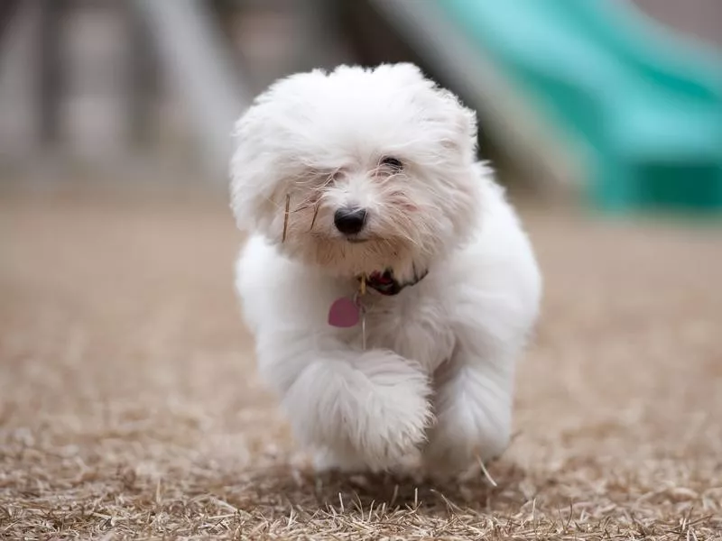 Coton de Tulear