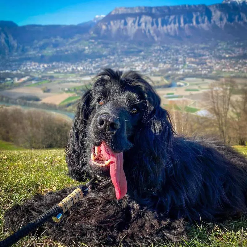 Black cocker on a mountain