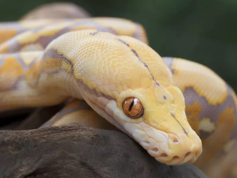 Albino Reticulated Python (Purple Phase)