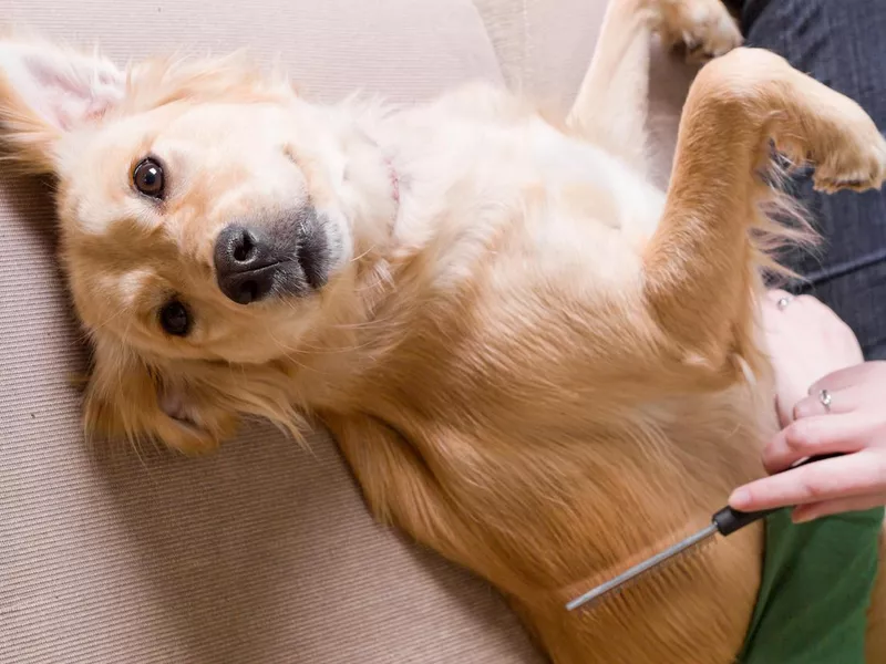 Owner combing her dog