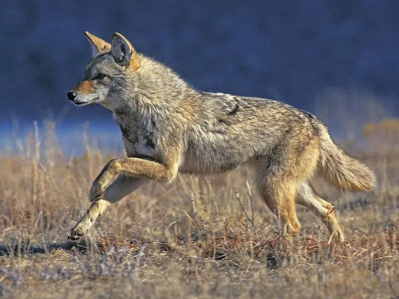 Coyote