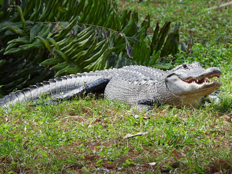 American Alligator