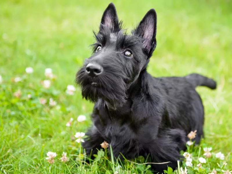 Scottish Terrier