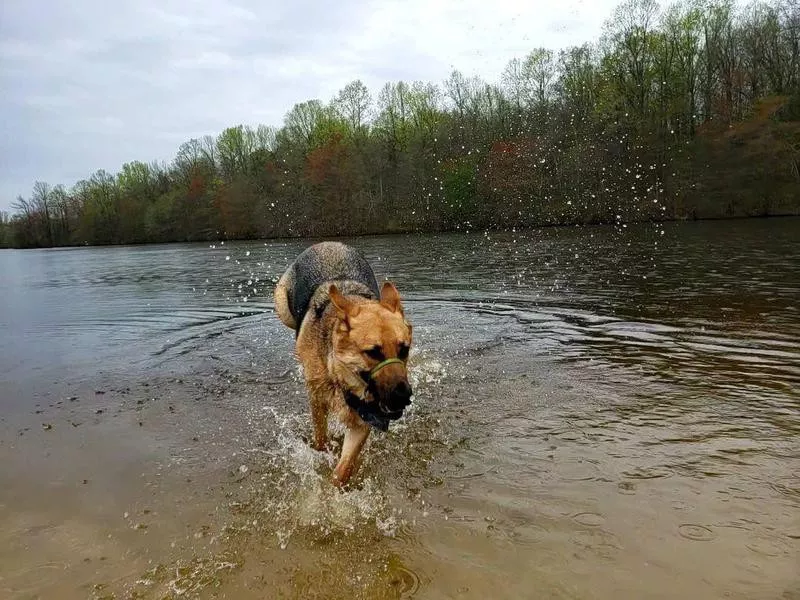 Lums Pond Dog Park