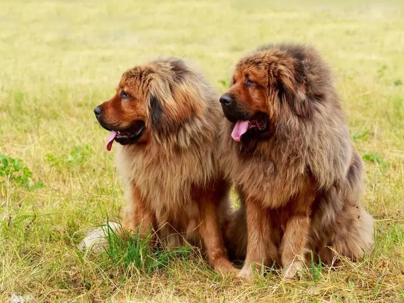 Tibetan Mastiff