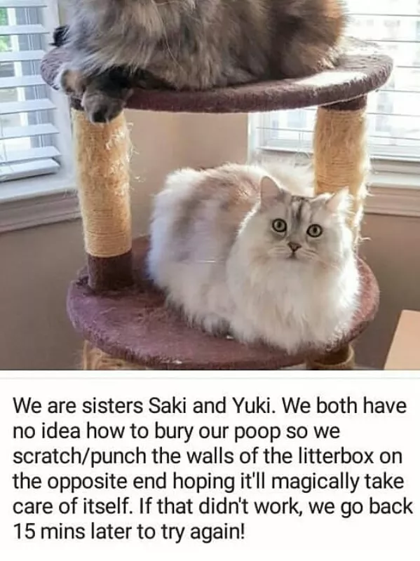 litterbox cats