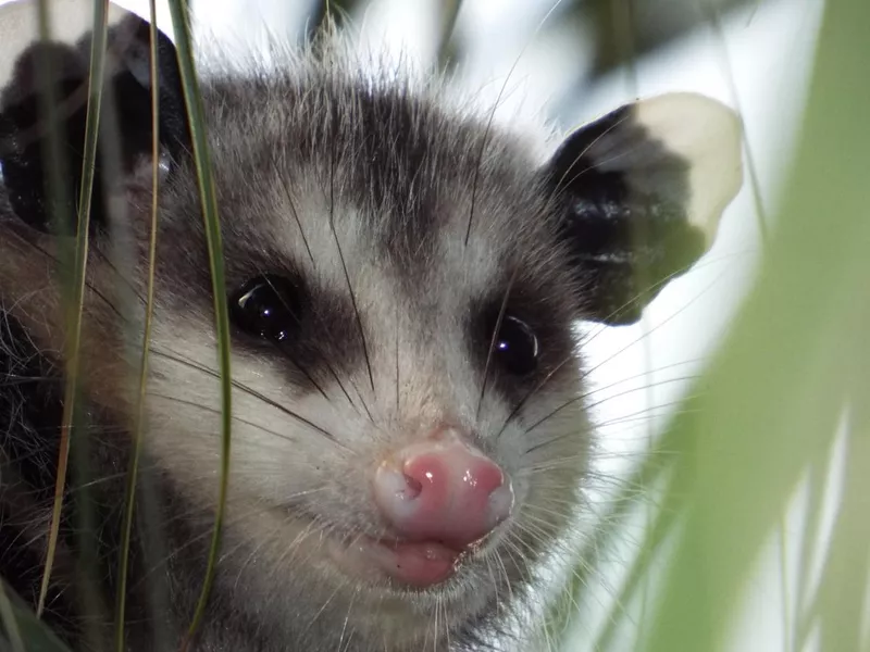 Opossum