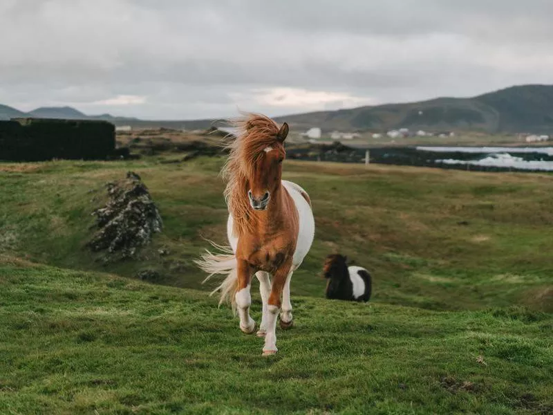 Brown Icelandic horse in meadow