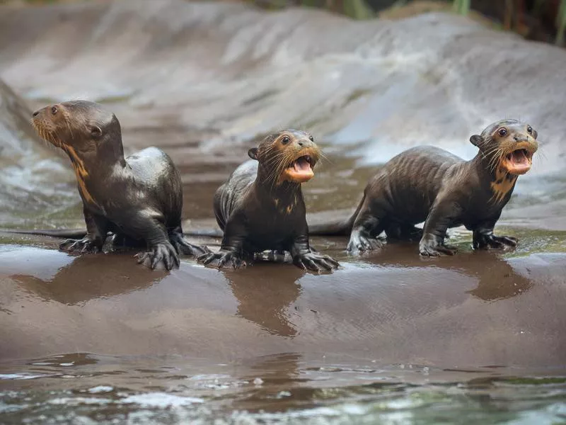 Los Angeles Zoo