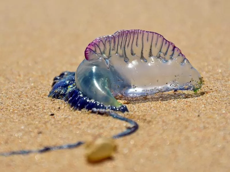 Portuguese Man-of-War