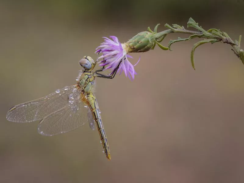 Dragonflys