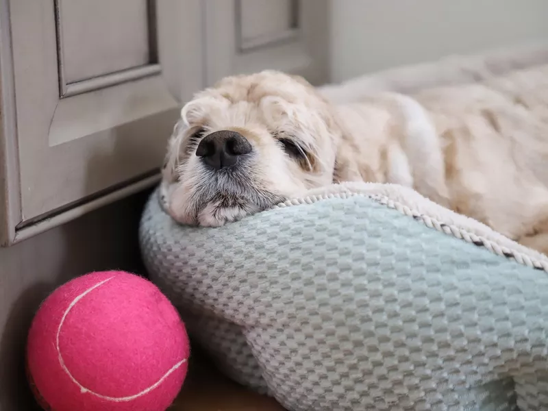 Cute Cocker spaniel on Instagram