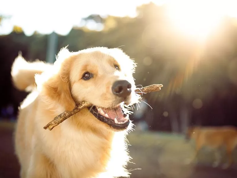 Golden Retriever