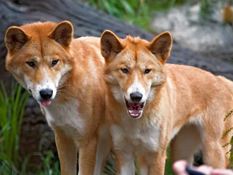 Dingoes