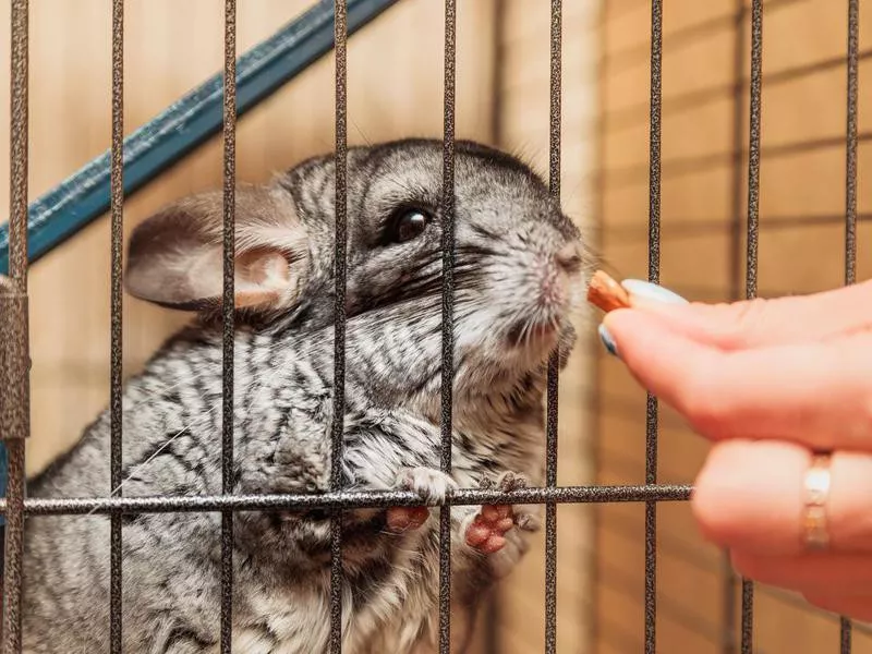 chinchilla