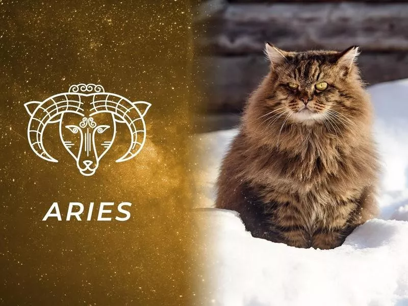 Aries: Siberian