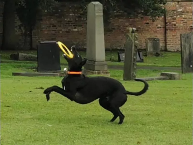 dog catching frisbee