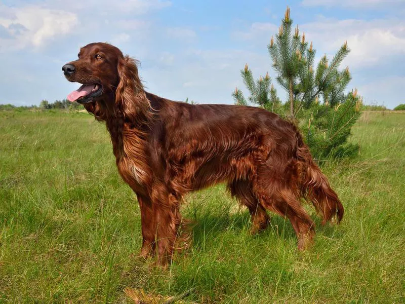 Irish setter