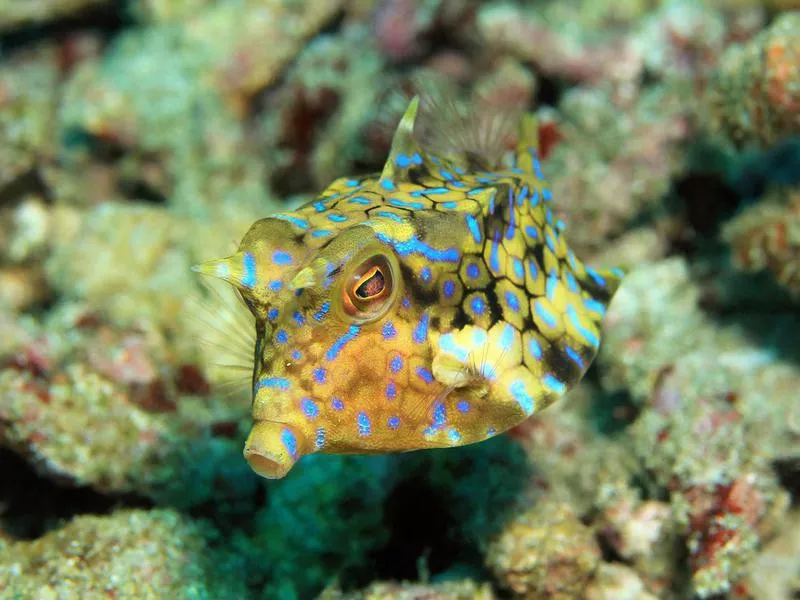 Thornback Cowfish