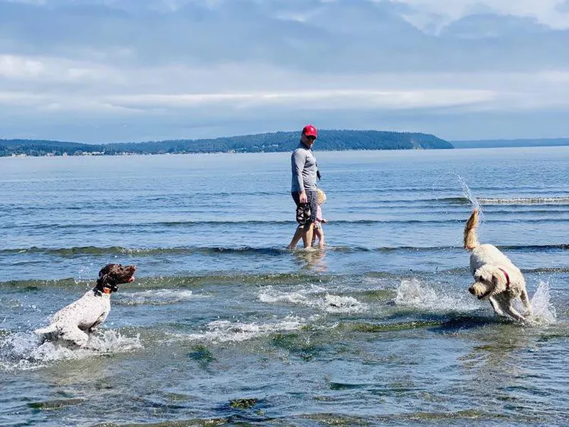 Dogs playing in the ocean at dog beach