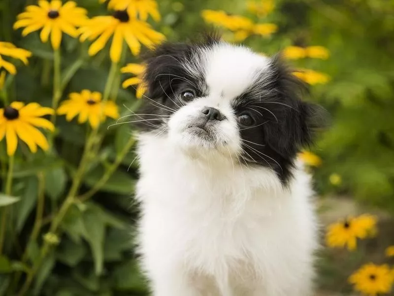 Japanese Chin