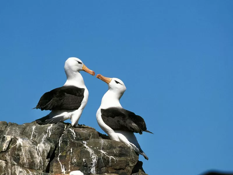 Albatross couple