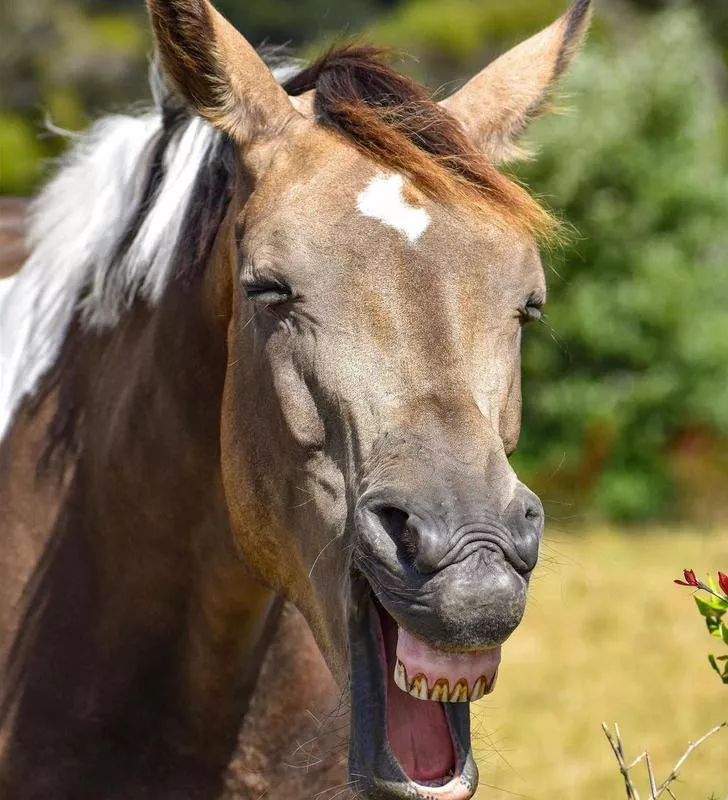 Horse cheesing