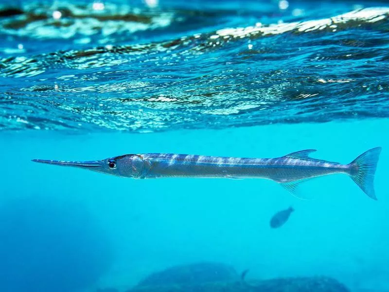 Houndfish or crocodile needlefish