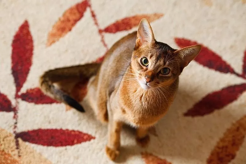 Abyssinian