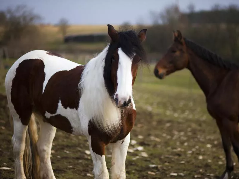 Gypsy Cob horse