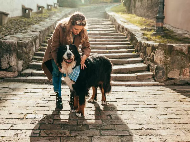 Bernese Mountain Dog