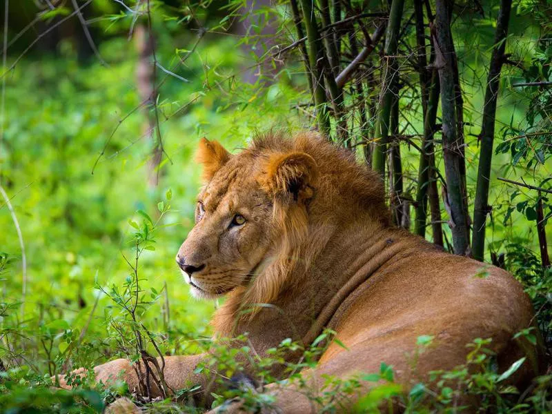 Asiatic Lion