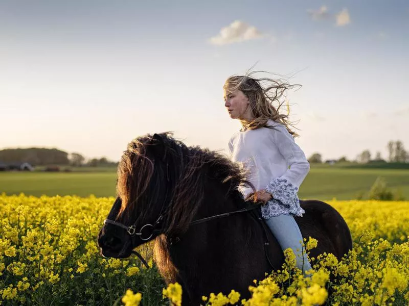 Girl on Icelandic horse through a canola field