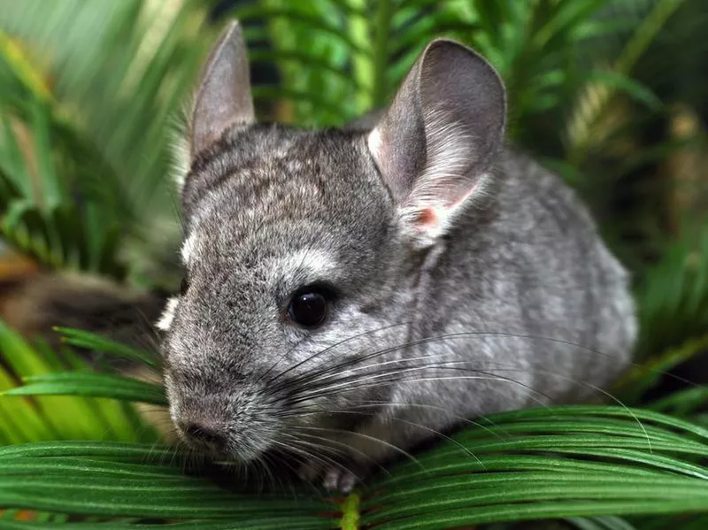 Chinchilla