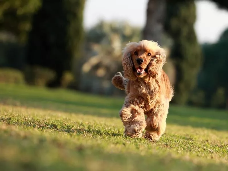 Cocker Spaniel